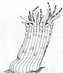 From original description of A. elatensis:  England, 1969